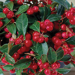 Wintergreen