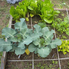 Broccoli Emerald Crown F1