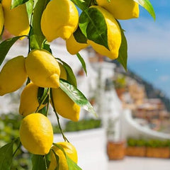 Dwarf Lemon Bonsai Tree Seeds Grow a Delicious Fruit Bearing Bonsai Tree