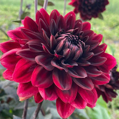 Burgundy Red Dahlia Seeds