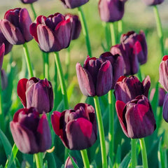 Bonsai Rare Color Tulip Seeds