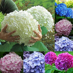 Mixed Color Multicolor Hydrangea Macrophylla Seed Bonsai Flower Plant Wedding Seeds