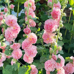 Hollyhock Seeds Carnival Mix Giant Mallow Double Hollyhock Flowers Seed Perennial Outdoor Home Garden Flower