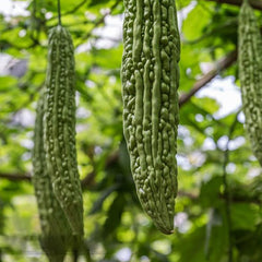 Bitter Melon Seeds for Planting, Asian Bitter Gourd Seeds, Asian Vegetable Seeds