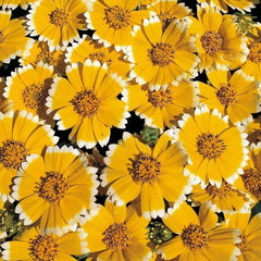 Tidy Tips (Layia Platyglossa) Seeds Great for butterfly and hummingbird gardens!
