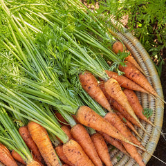 Carrot, Danvers 126