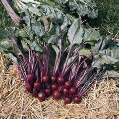 Beet Seeds