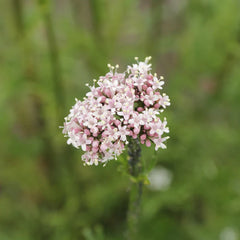 Valerian (Official)