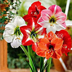 Mixed Color Amaryllis Flower Seeds