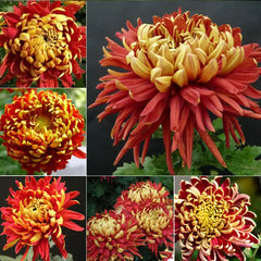 Golden-Backed Scarlet Chrysanthemum