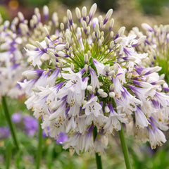 Agapanthus africanus 'Fireworks'