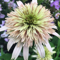 Pink Lemonade Coneflower Seeds - Rare Pink & Green Hardy Perennial Pollinator Flower