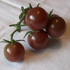 Vegetable Black Cherry Tomato For Planting Non GMO