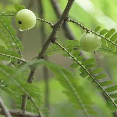 Phyllanthus Emblica,Indian Gooseberry Edible Fruit Ornamental Deciduous Tree Survival Gear Food Seeds