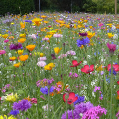 Multiple Flower Seeds