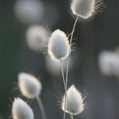 Bunny Tails Ornamental Grass Seeds for Planting, Dried Flowers, Crafts, Lagarus Ovatus