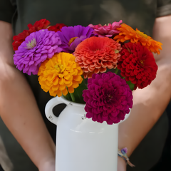 Mix Zinnia Seeds