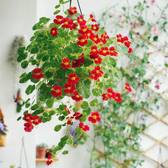 Mixed Colors Nasturtium Seeds