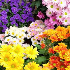 Mixed Colors Pyrethrum Flower Seeds