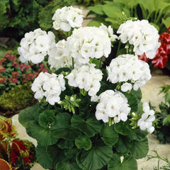 Geranium Pinto Premium White F1 Seed