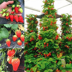 Strawberry Cream Seeds