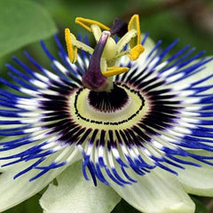 Seeds Passionflower Purple Beautiful Exotic Flower Perennial Outdoor Garden Cut Flowers for Planting Non GMO
