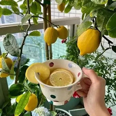 Perfume Lemon Seeds  High Germination Rate - Year Round Blooms and Fruits
