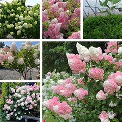 Cone Hydrangea Flowers Seeds-Vanilla Strawberry & Limelight