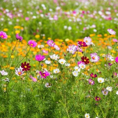 Monarch Butterfly Garden Seed Mixture