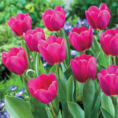 Bonsai Rare Color Tulip Seeds