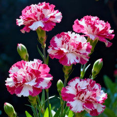Pink & White Marbled Carnation Seeds