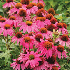 Echinacea, PowWow Wild Berry