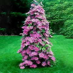 Clematis Flower Seeds Perennial Vines Climbing Clematis Plant Seed