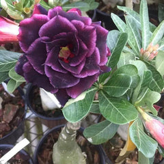Desert Rose Grace