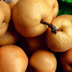 Pear Seeds Yellow Chinese Pear Tree Bonsai Seeds Sweet Delicious Exotic Fruit Seeds