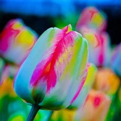 Bonsai Rare Color Tulip Seeds