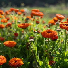 Neon Calendula