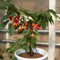 Golden Cherry Seeds