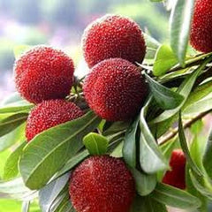 Myrica Rubra Seed Red Bayberry Sweet Healthy Juicy Fruit Great Taste Strawberry an Exciting New Addition