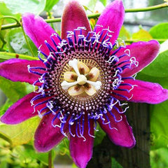 Passionfruit MixSeeds Flowers Easy to Grow Planting for Outdoor Indoor Home Bonsai