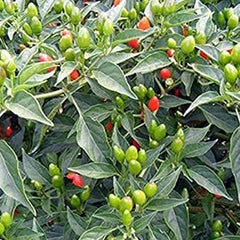Chile Pequin Peppers - Tiny brilliantly red Chile Peppers - They Pack a Punch!!