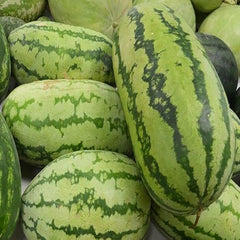 Jubilee Watermelon Seeds for Planting