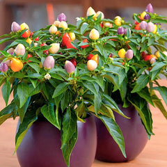 Five-Color Pepper Ornamental Pepper