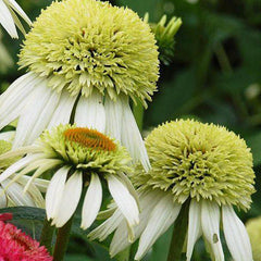 Coconut Lime Coneflower Seeds - Rare White & Green Hardy Perennial Pollinator Flower