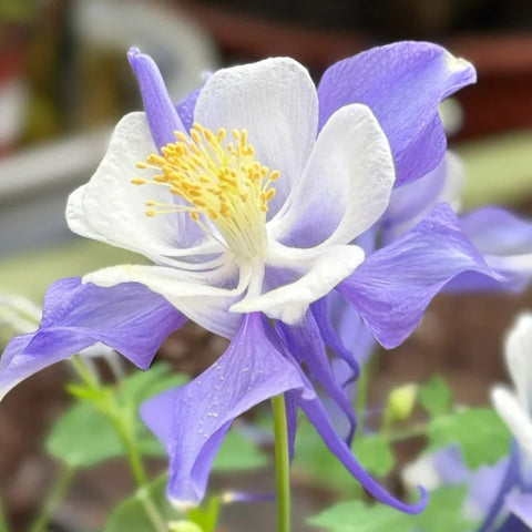 Columbine, Early Bird Blue & White