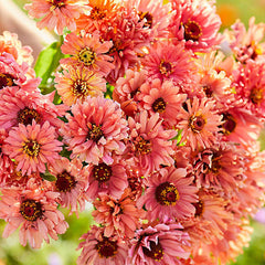 Senorita Zinnia Flower Seeds