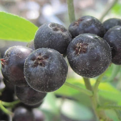 Aronia melanocarpa, Viking