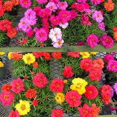 Muti-color double petal sunflower seeds