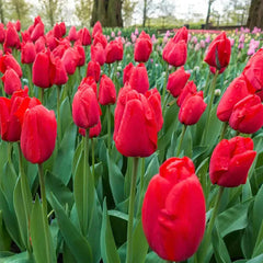 Bonsai Rare Color Tulip Seeds