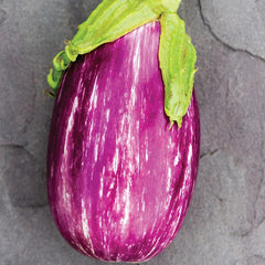 Eggplant, Shooting Stars